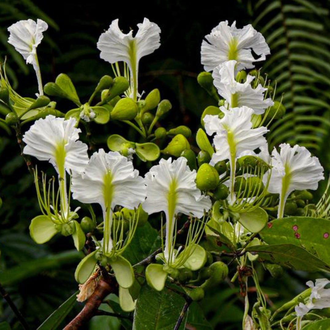 10 most at-risk tree species