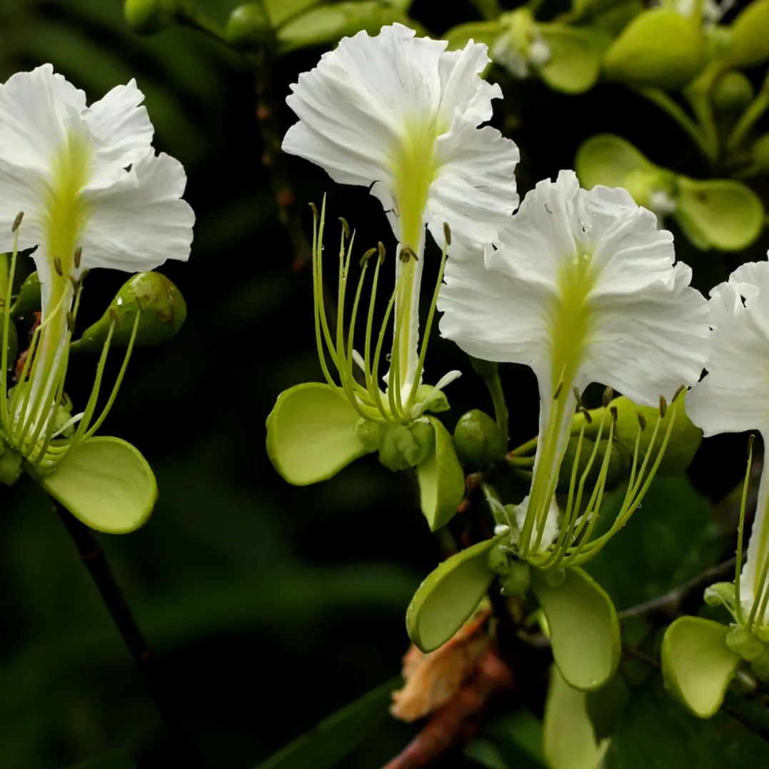 10 most at-risk tree species