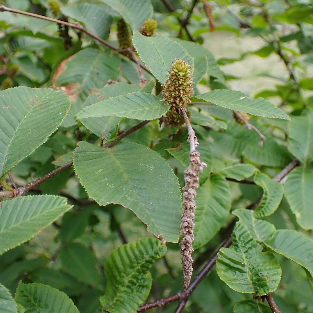 Batu Tree 10 most at-risk tree species