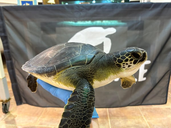 tartarughe da salvare tartarughe da salvare