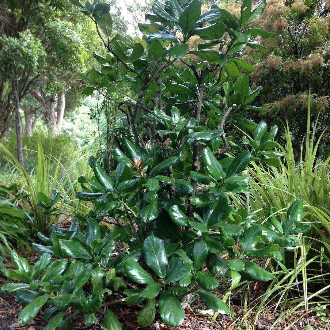 10 most at-risk tree species