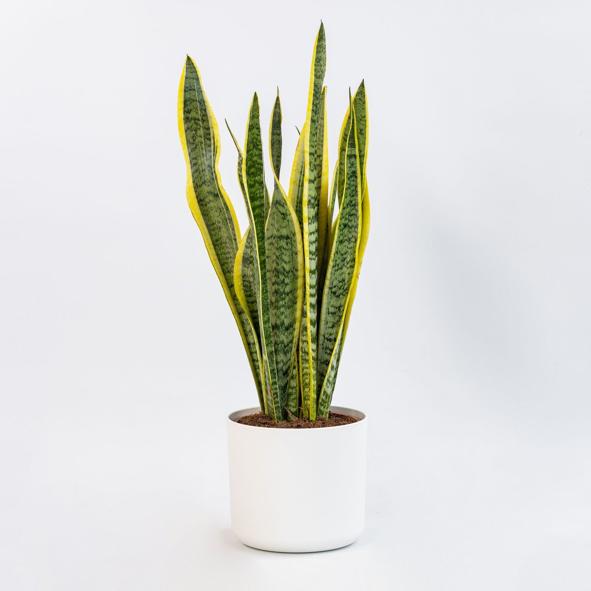 Which Plants Belong in the Bedroom (and Let's Debunk a Few Myths)