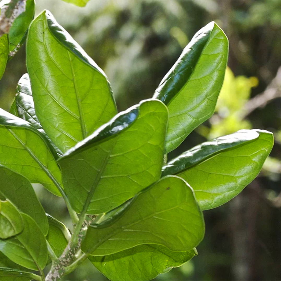 10 most at-risk tree species